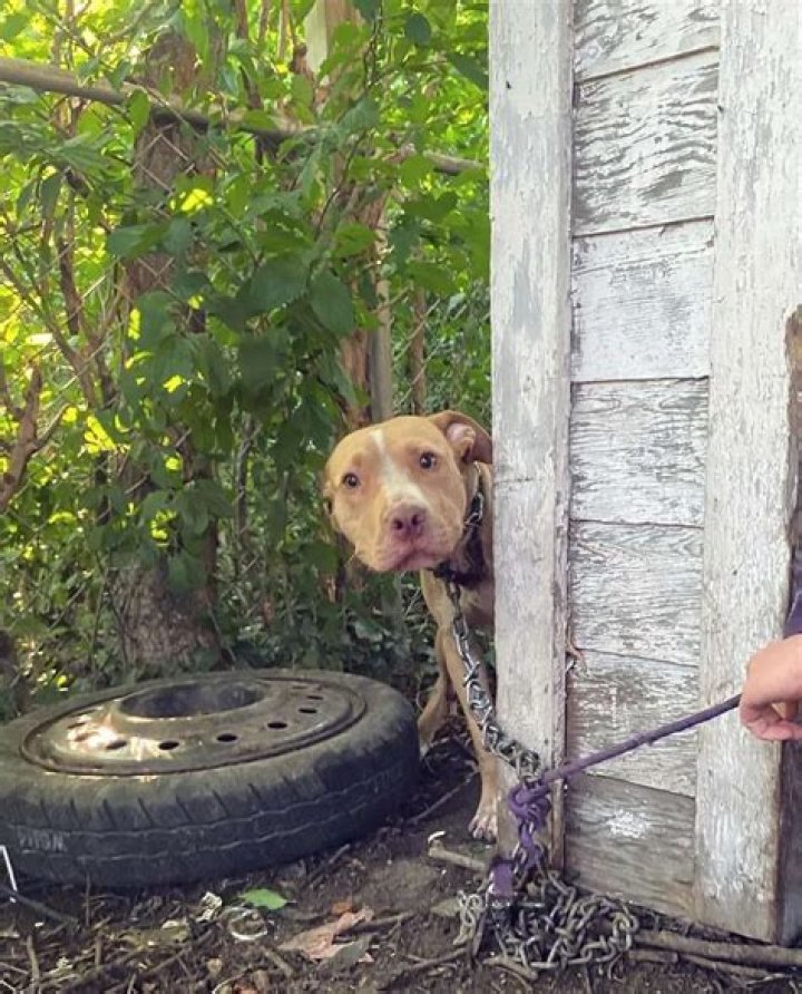 Abandoned Dog Left Chained So Incredibly Happy To Be Rescued