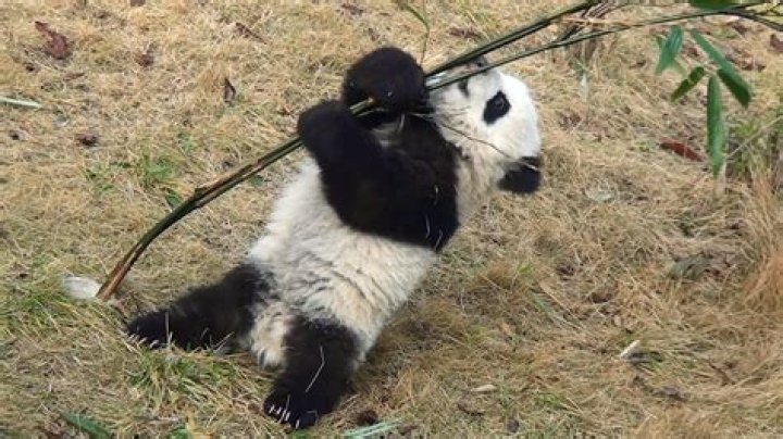 Baby Panda tries to take a bite out of France’s First Lady