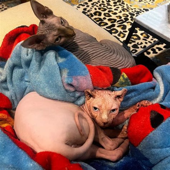 Cristina Vee Pets - Celebrity Pets