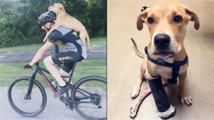 Cyclist Bikes Injured Dog 7 Miles, Saving His Life