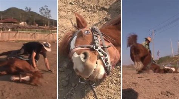 Jingang the Lazy Horse Plays Dead to Avoid Work