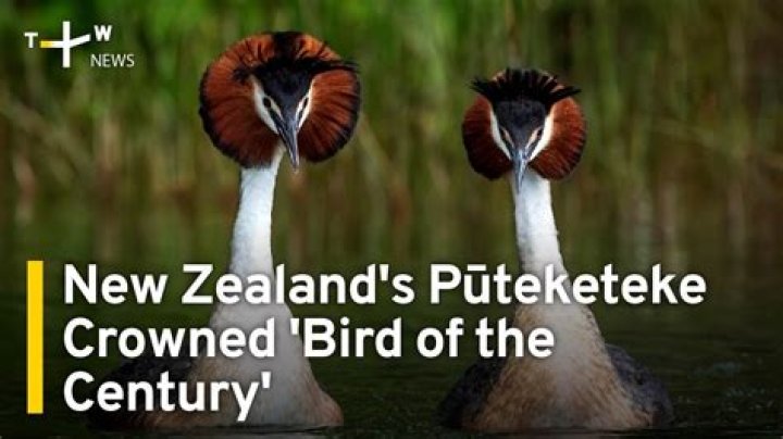 John Oliver’s Campaign Gets the ‘Puking’ Pūteketeke Bird Crowned ‘Bird of the Century’