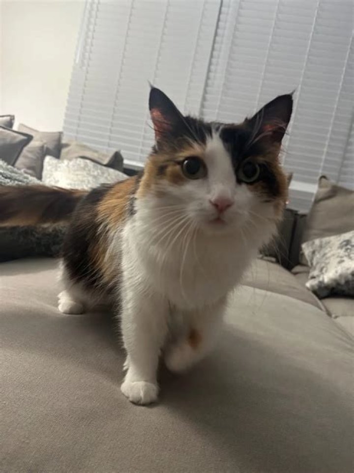 Maxwell Jacob Friedman Pets - Celebrity Pets