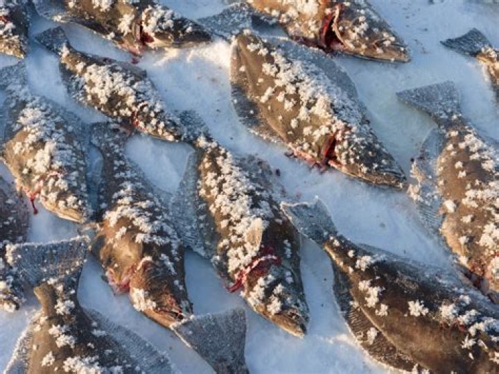 The Ultimate Greenland Food Guide
